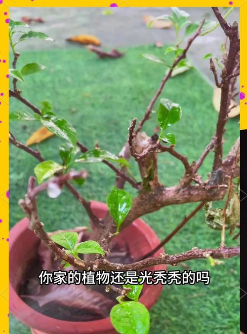 月季秃桩的复活和养护方法是什么？