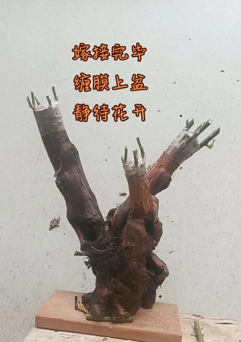 月季秃桩的复活和养护方法是什么？