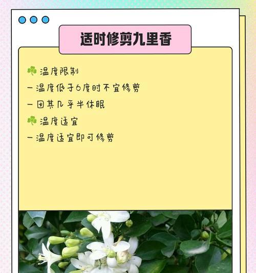 春季木香盆景如何修剪？修剪步骤是什么？