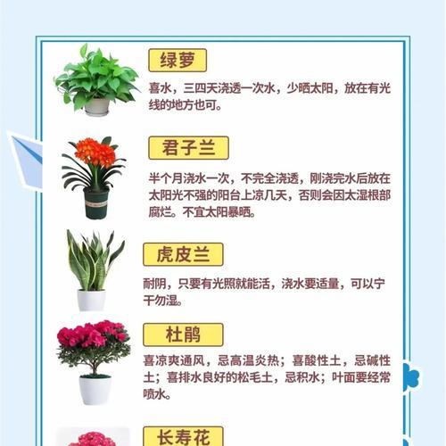 长形花盆中君子兰的养护技巧有哪些？