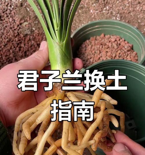 长形花盆中君子兰的养护技巧有哪些？