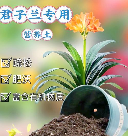 君子兰种子在黑龙江如何种植？