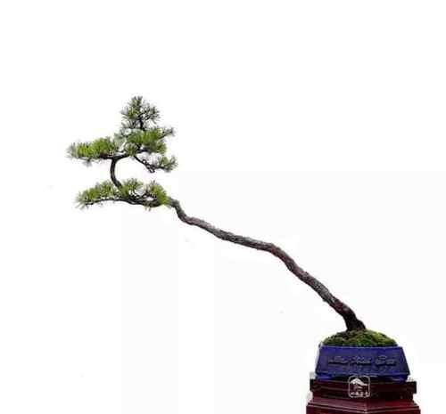盆景动势取法有哪些？