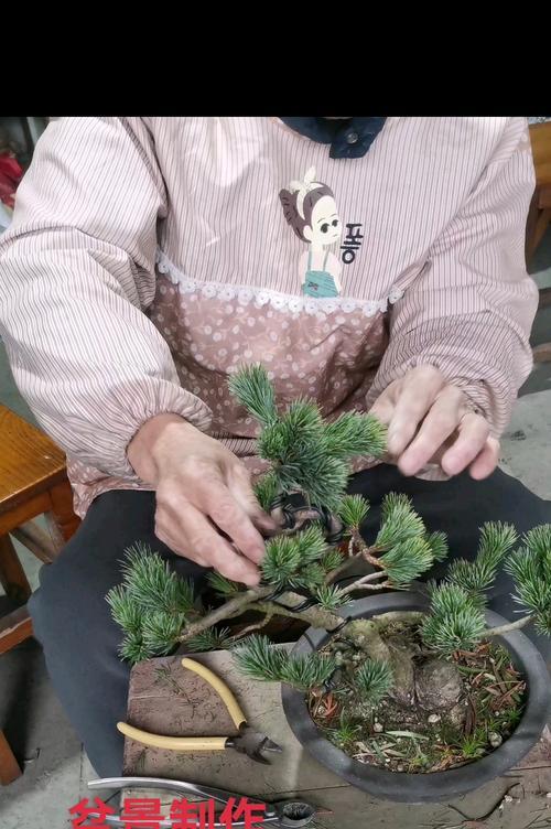 盆景动势取法有哪些？