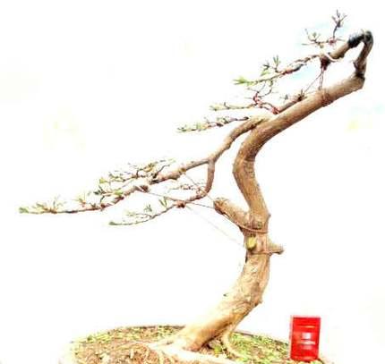 盆景动势取法有哪些？