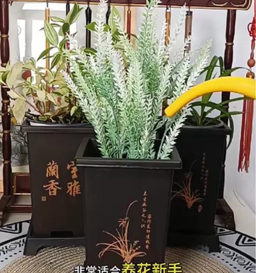 君子兰盆土表面装饰有哪些美观的选择？