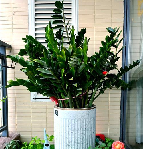 阳台旺财养什么花好呢？哪些植物适合在阳台种植？