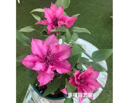 铁线莲幼苗期种植方法有哪些？