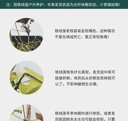 铁线莲幼苗期种植方法有哪些？