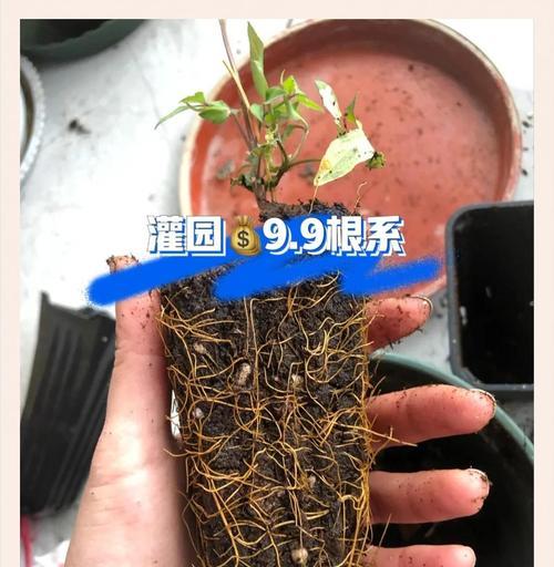 铁线莲幼苗期种植方法有哪些？