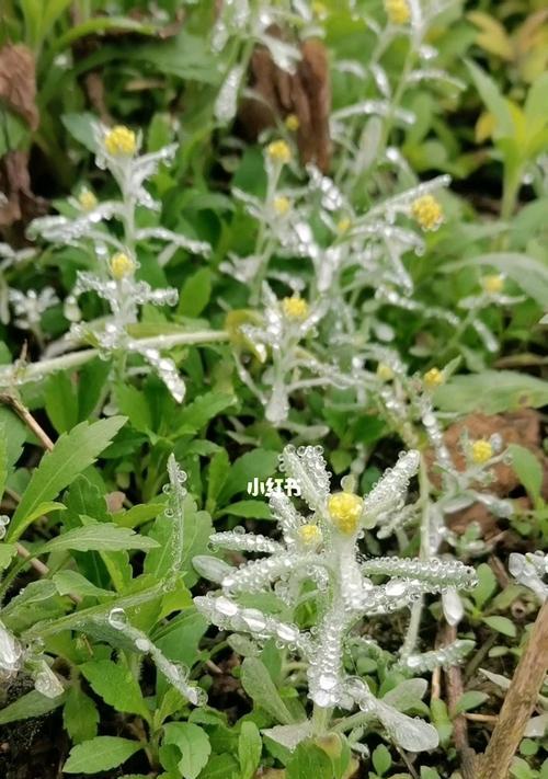 水蜜的栽培技术有哪些？不同种类的栽培方法有何不同？