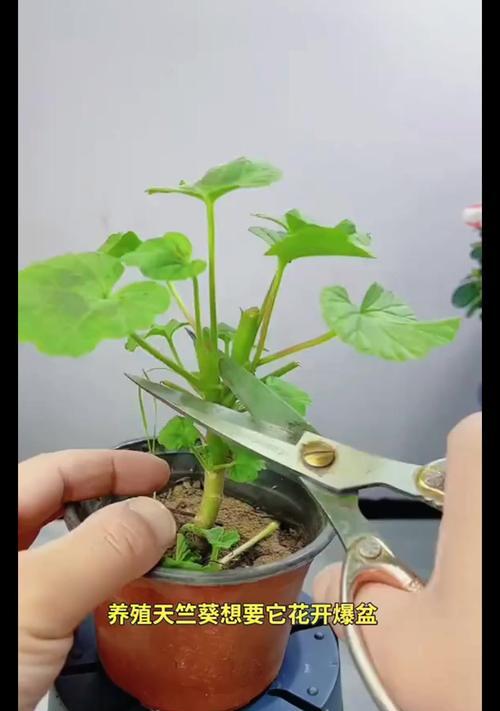 蛭石养天竺葵怎么养殖？蛭石对天竺葵生长的影响是什么？