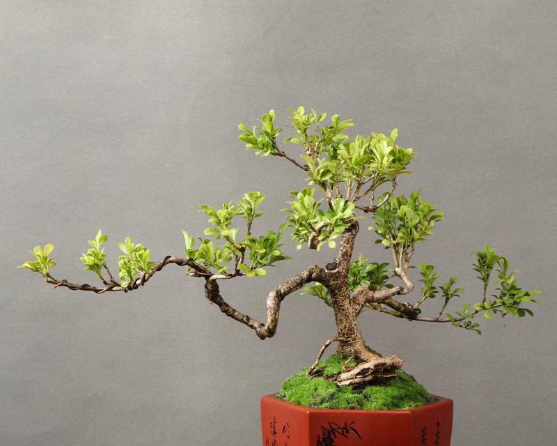米兰老桩花盆景的养护方法是什么？