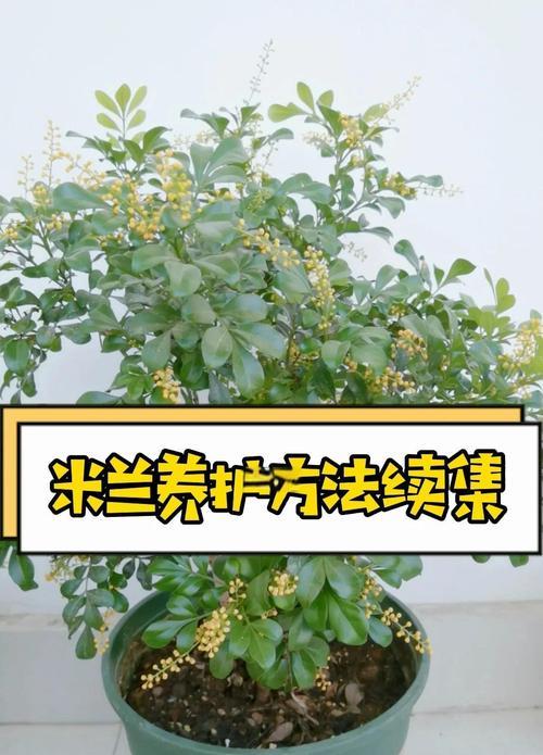 米兰老桩花盆景的养护方法是什么？