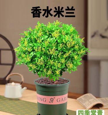 米兰老桩花盆景的养护方法是什么？