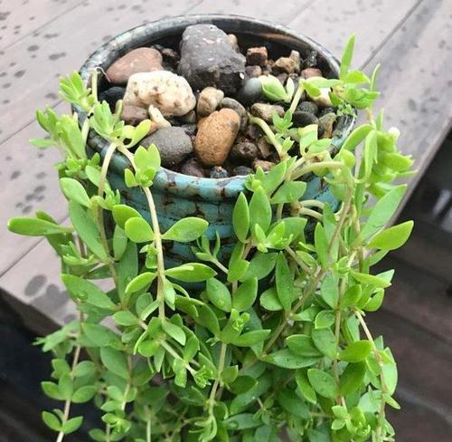 小草盆景造型的制作方法是什么？