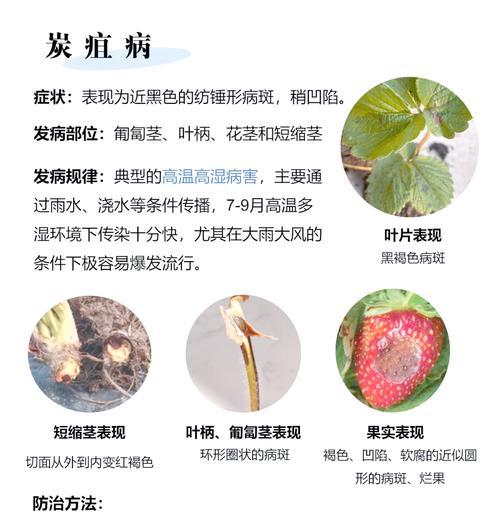 草莓叶子发黄是什么原因？如何解决？