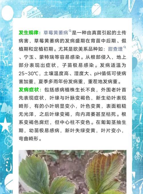 草莓叶子发黄是什么原因？如何解决？