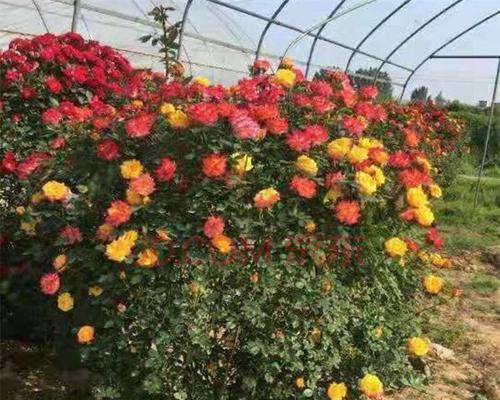 月季花球笼子的养护技巧是什么？
