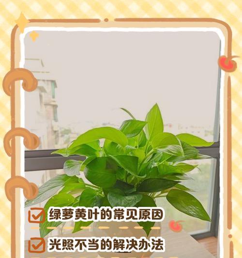 高榕树叶子发黄怎么办？如何恢复绿色？