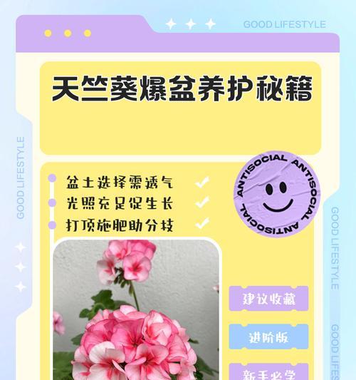 天竺葵叶子发黄怎么办？如何管理？