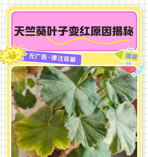 天竺葵叶子发黄怎么办？如何管理？