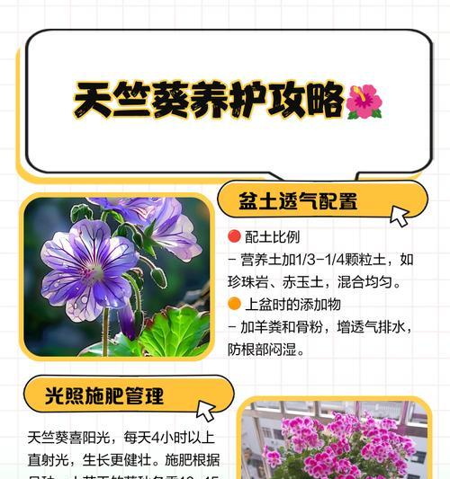 天竺葵叶子发黄怎么办？如何管理？