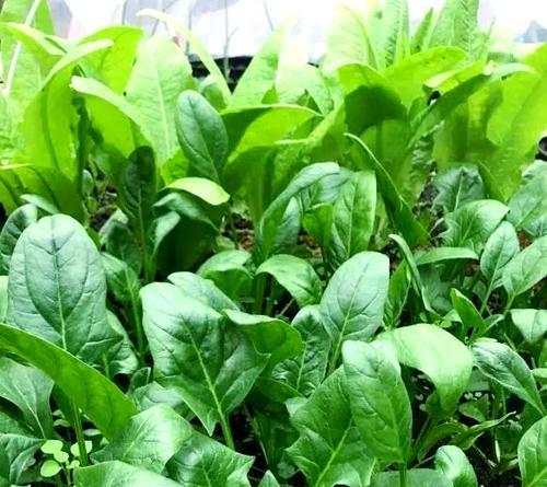露台上适合种植哪些蔬菜？