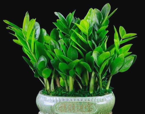 六月中旬适合播种哪些植物？