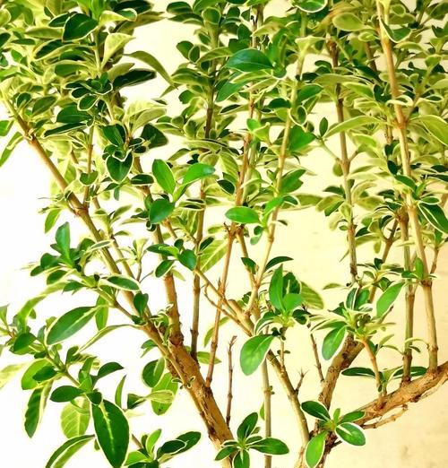 六月中旬适合播种哪些植物？