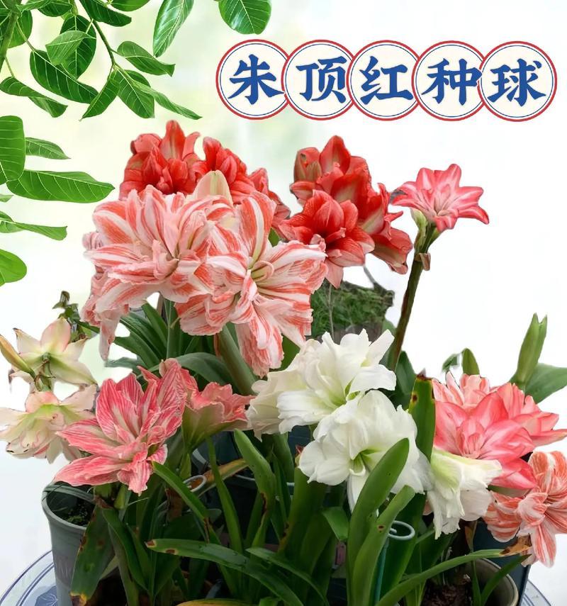 山什么朱顶红？朱顶红的养护技巧有哪些？