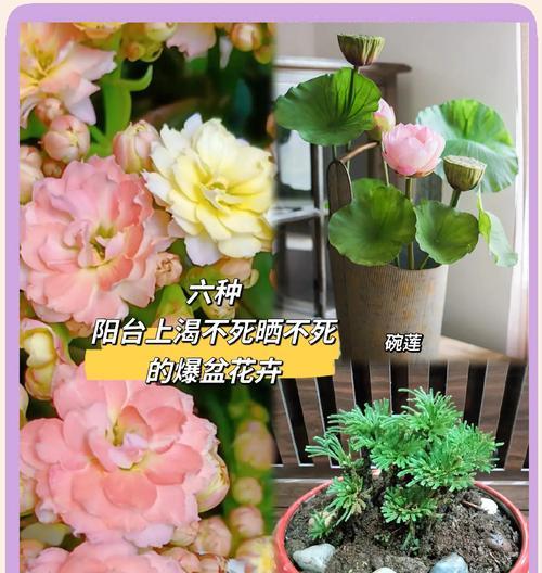 阳台适合种植哪些需要频繁浇水的花？