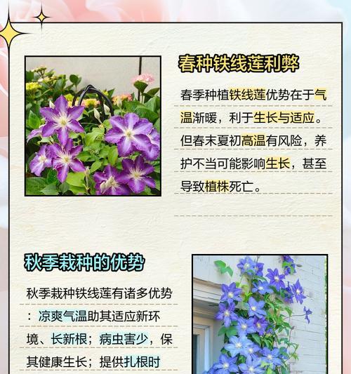 冬天如何种植铁线莲的根？