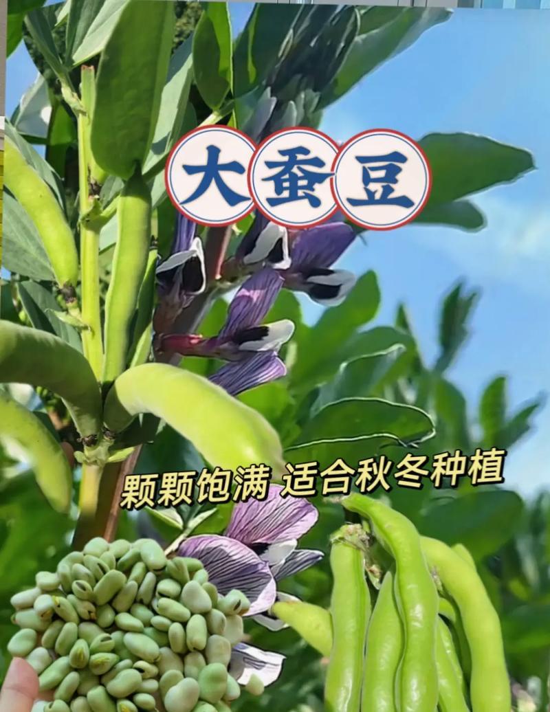蚕豆播种的最佳时期是什么时候？