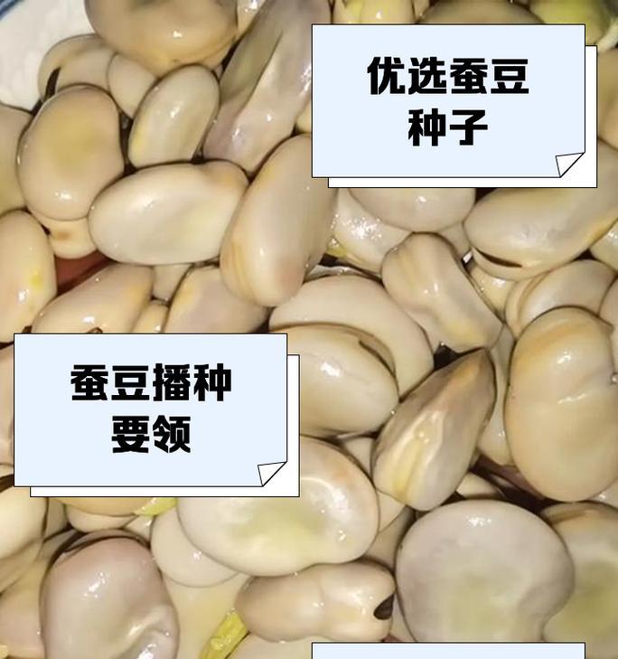 蚕豆播种的最佳时期是什么时候？