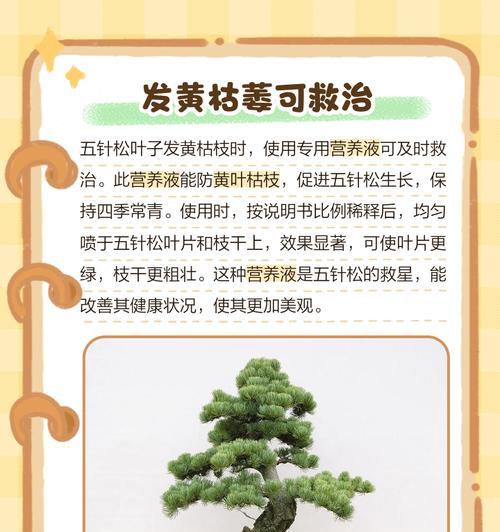 五爪龙叶子发黄怎么办？如何进行有效的养护？