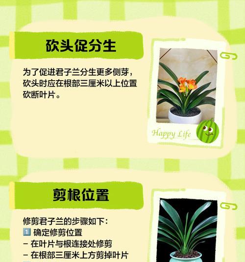 烂根水培君子兰的养护方法是什么？
