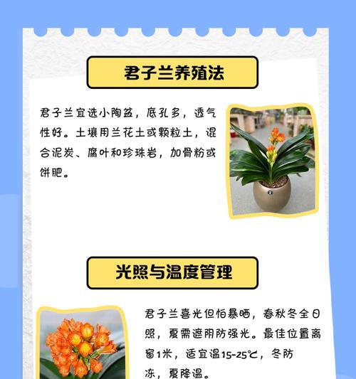 烂根水培君子兰的养护方法是什么？