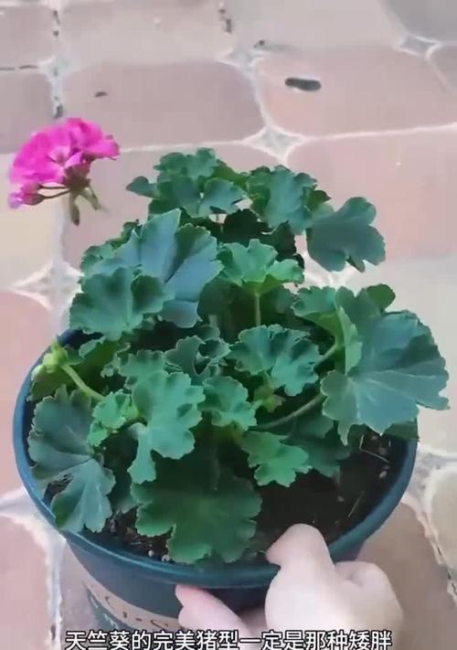 天竺葵喜光吗？正确的养护方法是什么？