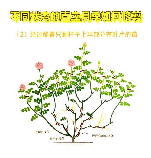 新栽月季叶子黄枯如何修剪？修剪月季的正确方法是什么？