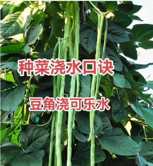 豆角苗浇水的正确方法有哪些？