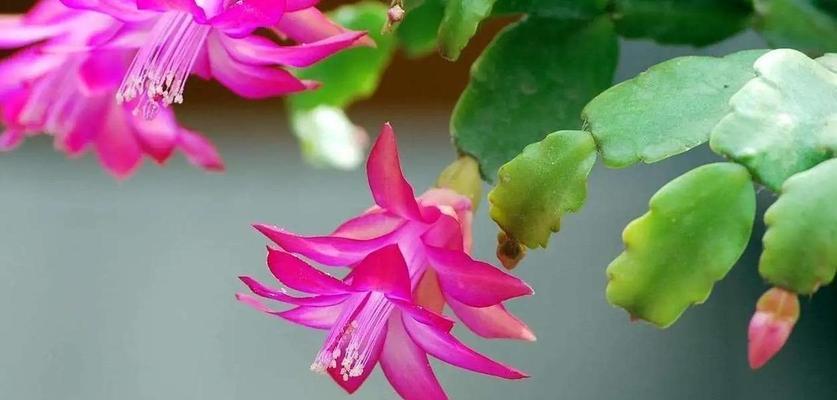 陕西南阳台种植花卉推荐？哪些花适合在南阳台生长？