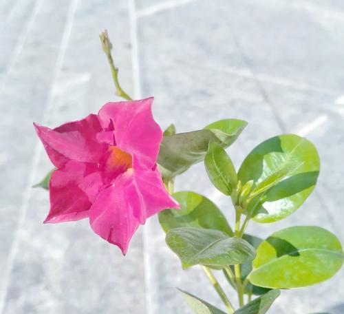陕西南阳台种植花卉推荐？哪些花适合在南阳台生长？