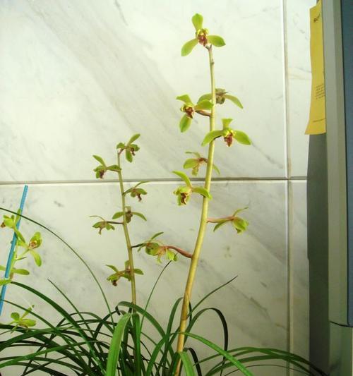 陕西南阳台种植花卉推荐？哪些花适合在南阳台生长？