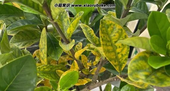 栀子花叶子发黄干枯怎么处理？如何恢复栀子花的健康生长？