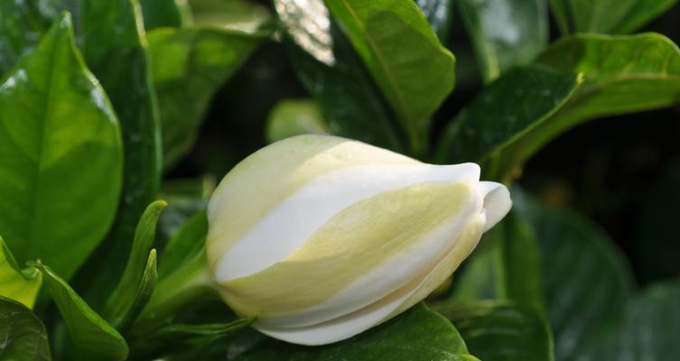 栀子花叶子发黄干枯怎么处理？如何恢复栀子花的健康生长？