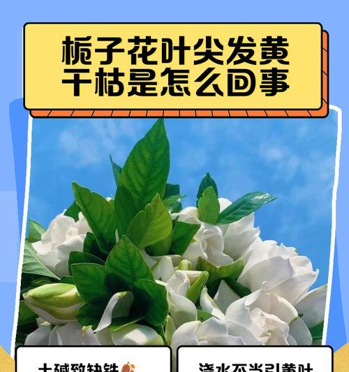 栀子花叶子发黄干枯怎么处理？如何恢复栀子花的健康生长？