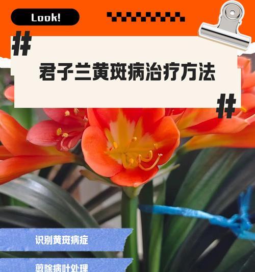 君子兰出现毛斑的可能原因及防治措施？