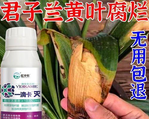 君子兰出现毛斑的可能原因及防治措施？