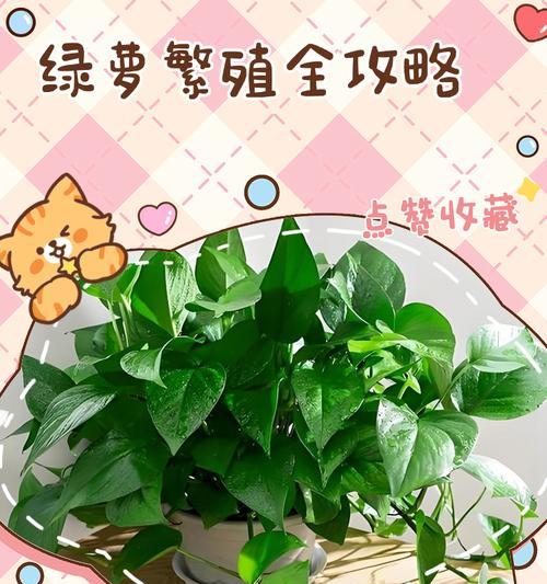 绿萝繁殖后多久能开花？